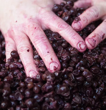 Shiraz Grapes steeped in dry gin